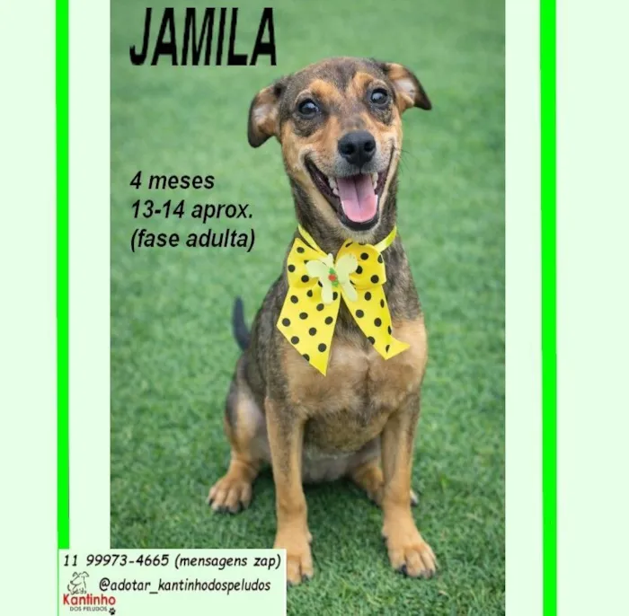 Cachorro raça SRD-ViraLata idade 2 a 6 meses nome JAMILA M