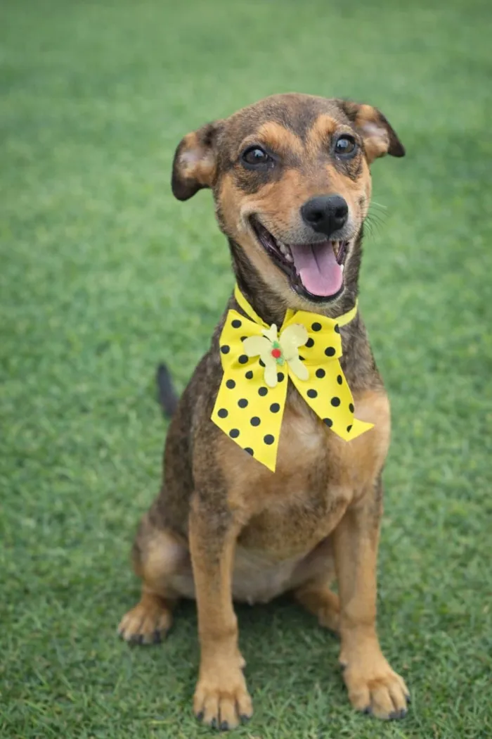 Cachorro raça SRD-ViraLata idade 2 a 6 meses nome JAMILA M