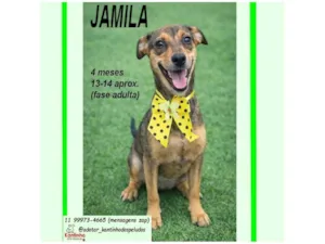 Cachorro raça SRD-ViraLata idade 2 a 6 meses nome JAMILA M