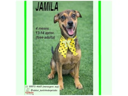 Cachorro raça SRD-ViraLata idade 2 a 6 meses nome JAMILA M