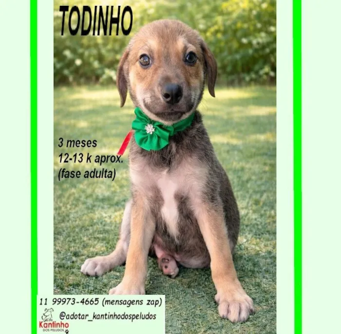 Cachorro raça SRD-ViraLata idade 2 a 6 meses nome TODINHO