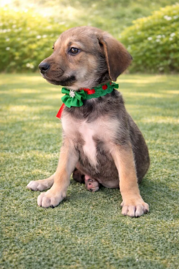 Cachorro raça SRD-ViraLata idade 2 a 6 meses nome TODINHO
