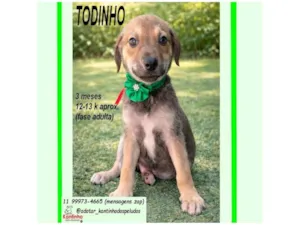 Cachorro raça SRD-ViraLata idade 2 a 6 meses nome TODINHO