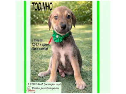 Cachorro raça SRD-ViraLata idade 2 a 6 meses nome TODINHO