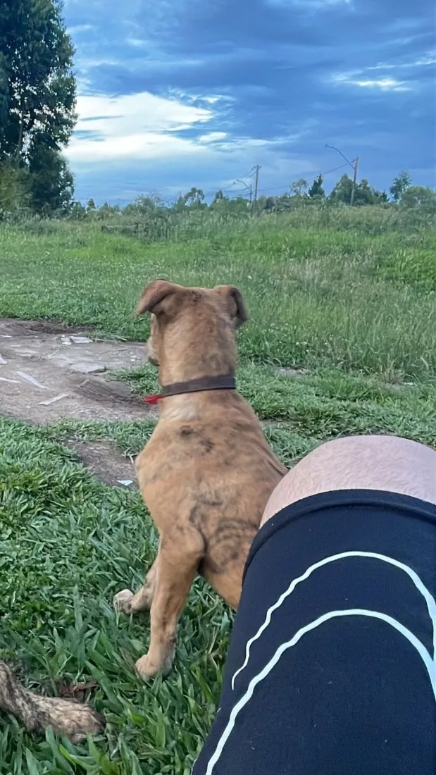 Cachorro raça SRD-ViraLata idade 7 a 11 meses nome Betina