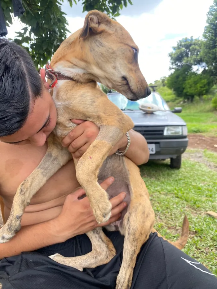 Cachorro raça SRD-ViraLata idade 7 a 11 meses nome Betina