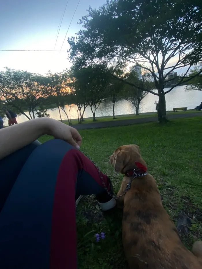 Cachorro raça SRD-ViraLata idade 7 a 11 meses nome Betina