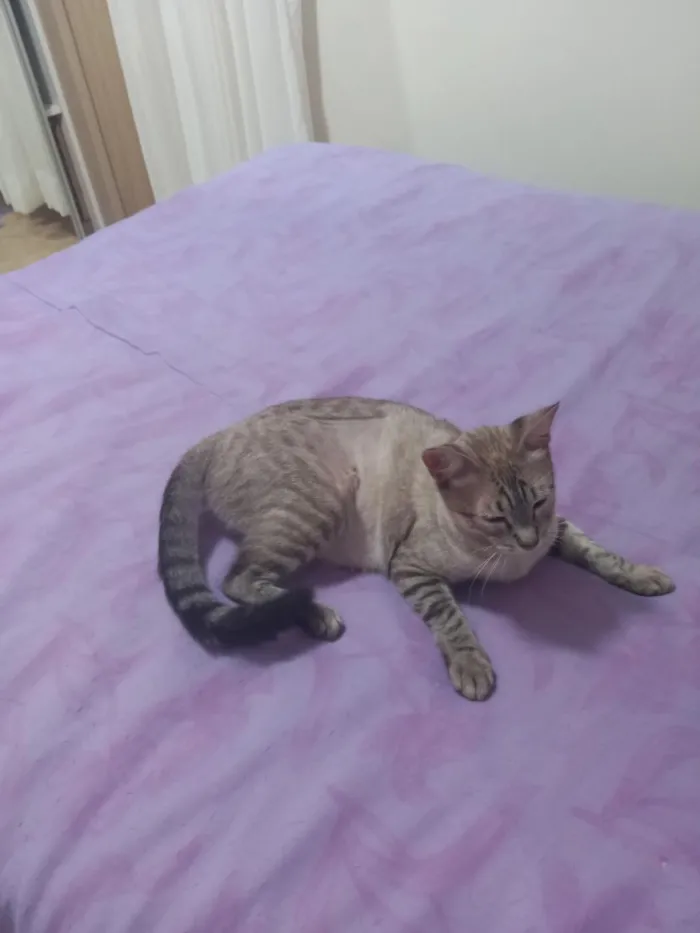 Gato raça SRD-ViraLata idade 1 ano nome Perola