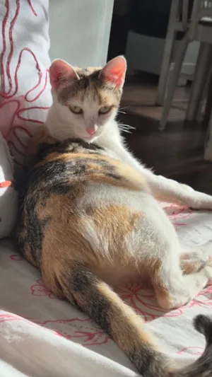 Gato raça SRD-ViraLata idade 1 ano nome Clarinha