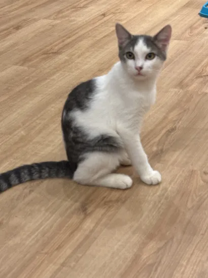 Gato raça SRD-ViraLata idade 2 a 6 meses nome Frozen