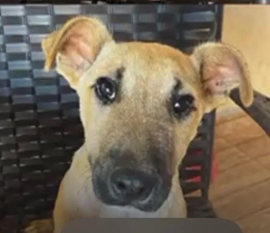 Cachorro raça SRD-ViraLata idade 2 a 6 meses nome Duke 