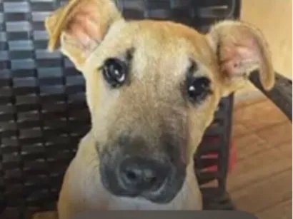 Cachorro raça SRD-ViraLata idade 2 a 6 meses nome Duke 