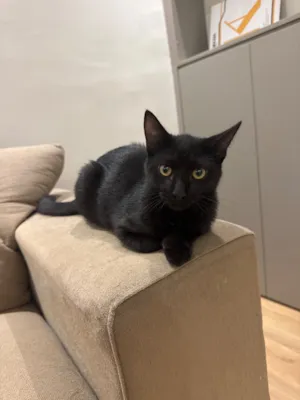 Gato raça SRD-ViraLata idade 2 a 6 meses nome Pantera 