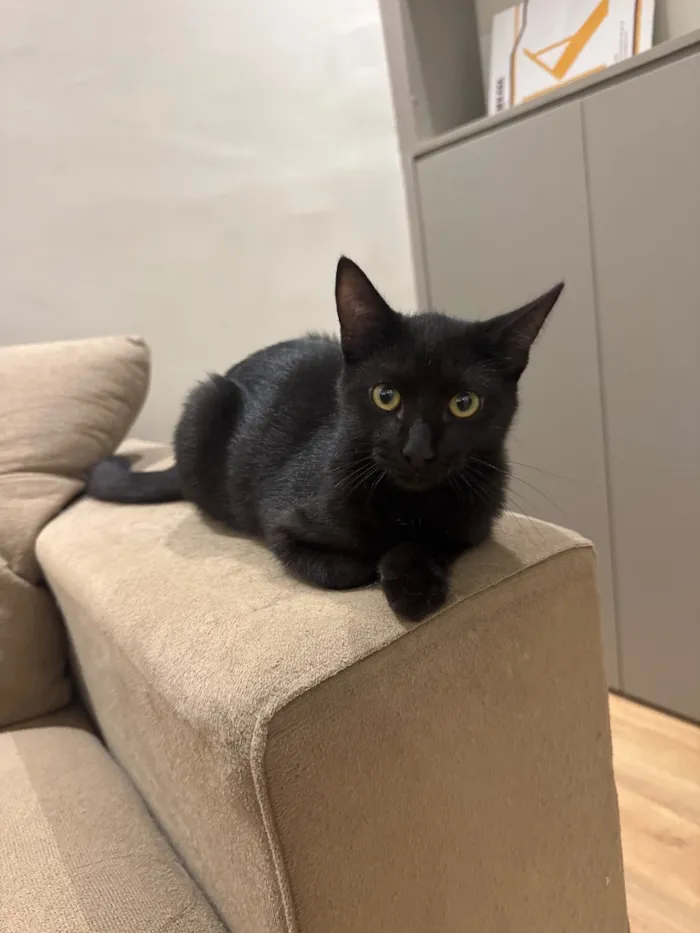 Gato raça SRD-ViraLata idade 2 a 6 meses nome Pantera 