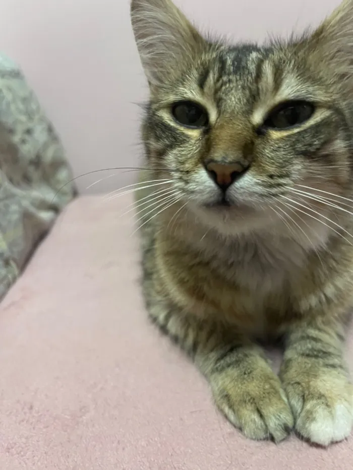 Gato raça SRD-ViraLata idade 1 ano nome Luna