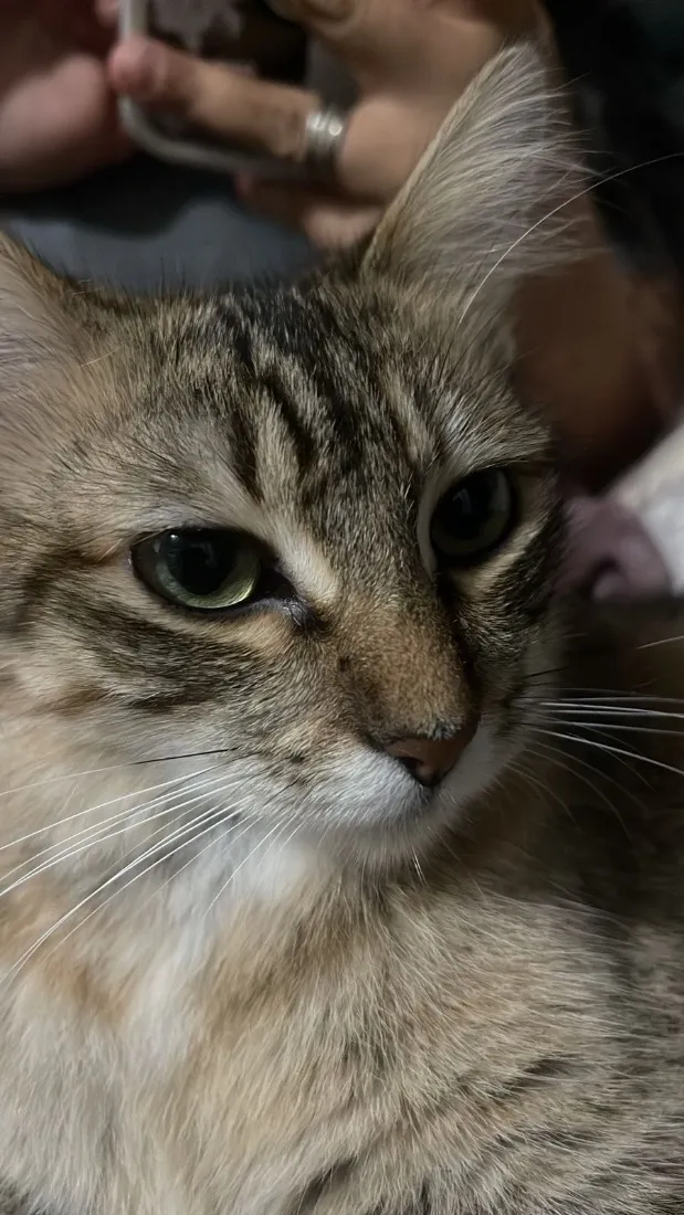 Gato raça SRD-ViraLata idade 1 ano nome Luna