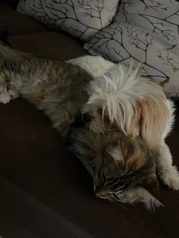 Gato raça SRD-ViraLata idade 1 ano nome Luna