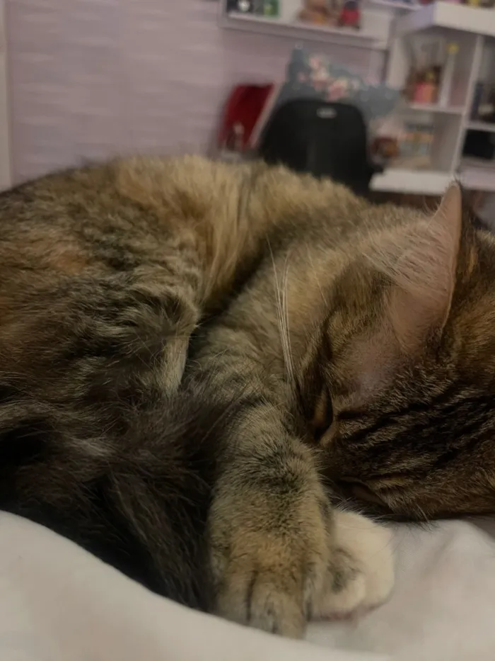 Gato raça SRD-ViraLata idade 1 ano nome Luna