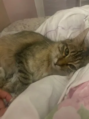 Gato raça SRD-ViraLata idade 1 ano nome Luna