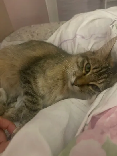 Gato raça SRD-ViraLata idade 1 ano nome Luna