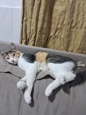Gato raça SRD-ViraLata idade 7 a 11 meses nome Sol