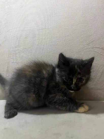 Gato raça SRD-ViraLata idade Abaixo de 2 meses nome Cacau
