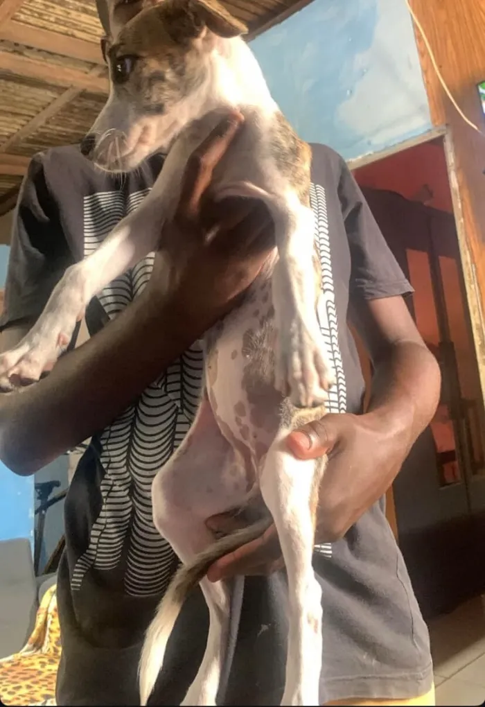 Cachorro raça SRD-ViraLata idade 2 a 6 meses nome Pintada 