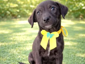 Cachorro raça SRD-ViraLata idade 2 a 6 meses nome DARLING