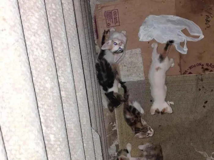 Gato raça SRD-ViraLata idade Abaixo de 2 meses nome gatos