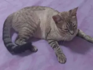 Gato raça SRD-ViraLata idade 1 ano nome Perola