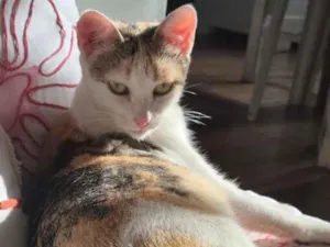 Gato raça SRD-ViraLata idade 1 ano nome Clarinha