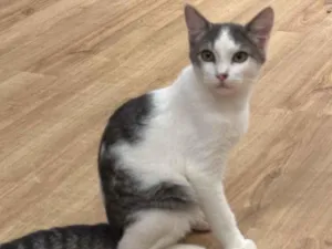 Gato raça SRD-ViraLata idade 2 a 6 meses nome Frozen