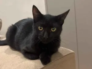 Gato raça SRD-ViraLata idade 2 a 6 meses nome Pantera 