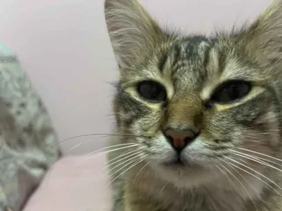 Gato raça SRD-ViraLata idade 1 ano nome Luna