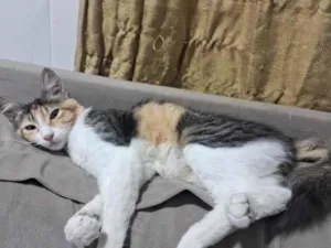 Gato raça SRD-ViraLata idade 7 a 11 meses nome Sol