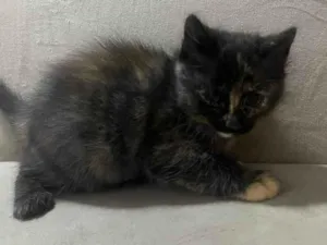 Gato raça SRD-ViraLata idade Abaixo de 2 meses nome Cacau