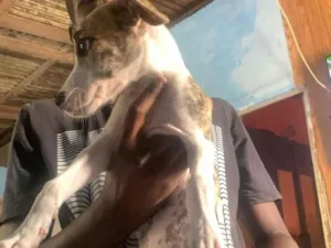 Cachorro raça SRD-ViraLata idade 2 a 6 meses nome Pintada 