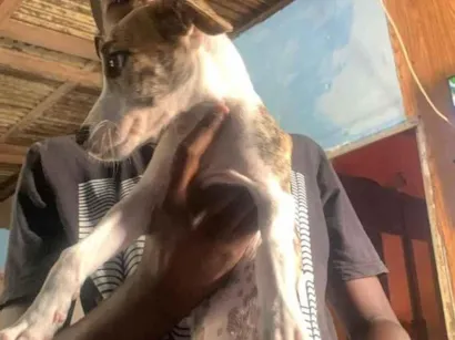 Cachorro raça SRD-ViraLata idade 2 a 6 meses nome Pintada 