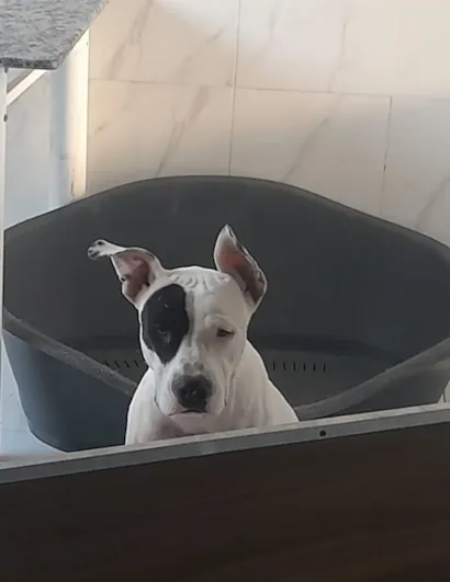 Cachorro raça Pit-Bull idade 7 a 11 meses nome MEL