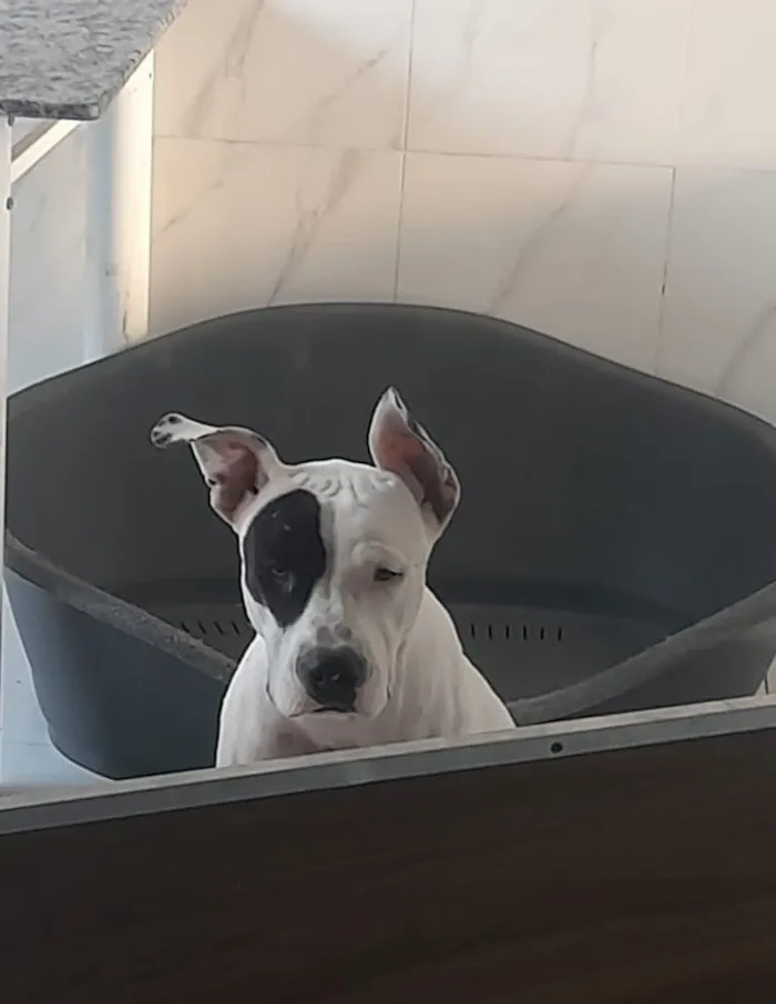 Cachorro raça Pit-Bull idade 7 a 11 meses nome MEL