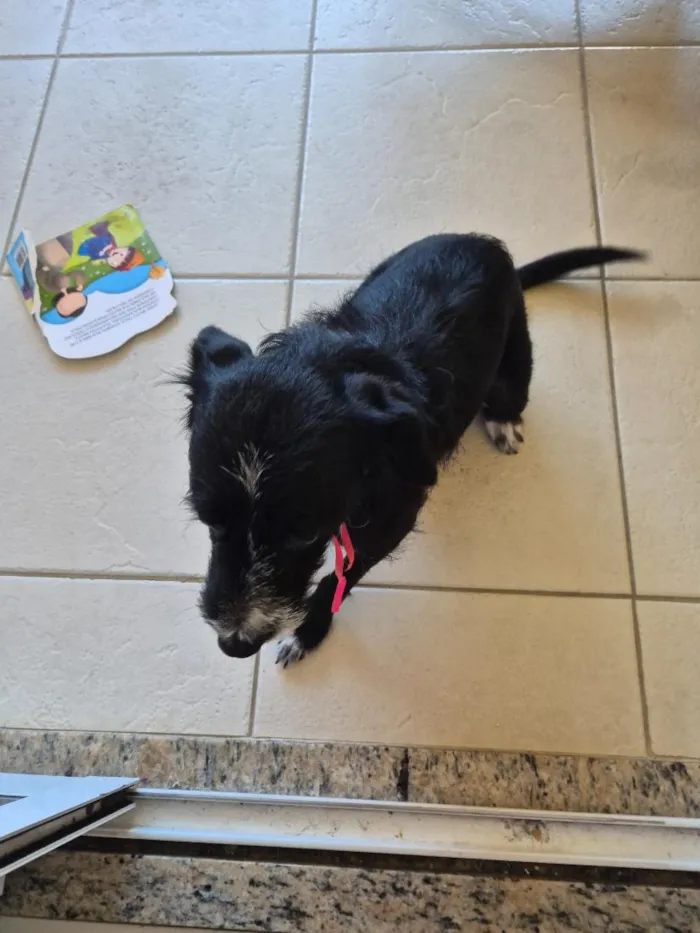 Cachorro raça SRD-ViraLata idade 1 ano nome pretinha