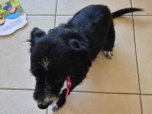 Cachorro raça SRD-ViraLata idade 1 ano nome pretinha