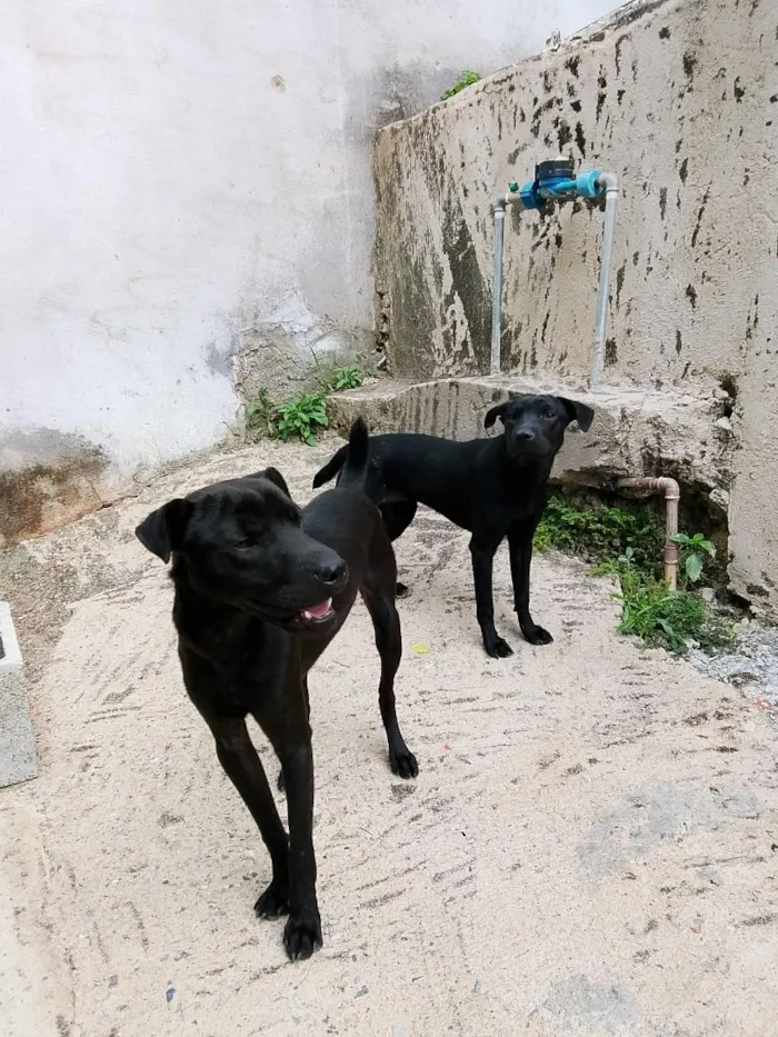 Cachorro raça Labrador idade 6 ou mais anos nome pantera e lupizinho
