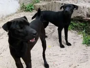 Cachorro raça Labrador idade 6 ou mais anos nome pantera e lupizinho