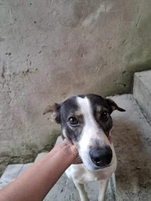 Cachorro raça SRD-ViraLata idade 6 ou mais anos nome Bilo
