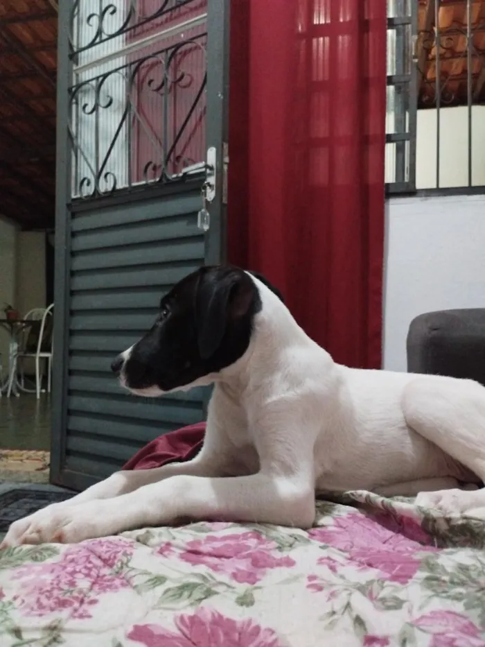 Cachorro raça SRD-ViraLata idade 2 a 6 meses nome Belinha 