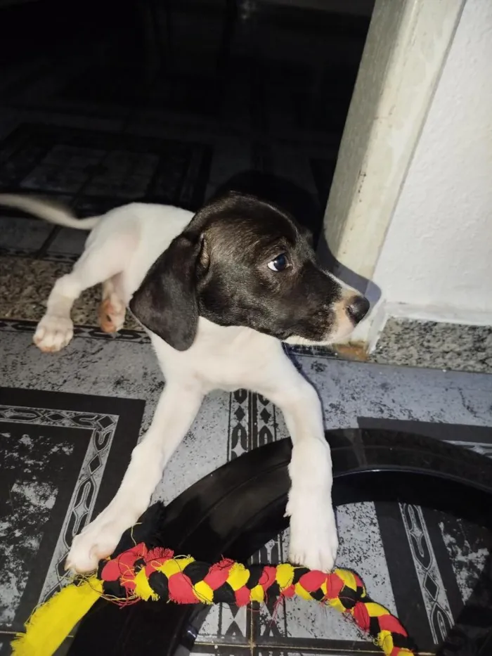 Cachorro raça SRD-ViraLata idade 2 a 6 meses nome Belinha 