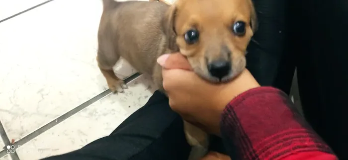 Cachorro raça SRD-ViraLata idade Abaixo de 2 meses nome Tiana