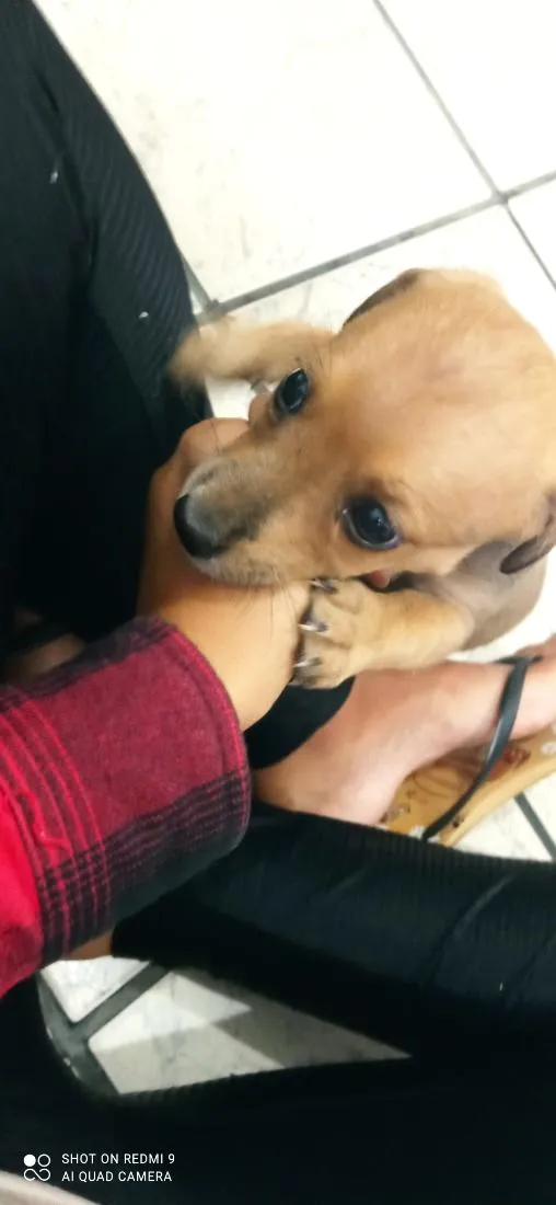 Cachorro raça SRD-ViraLata idade Abaixo de 2 meses nome Tiana