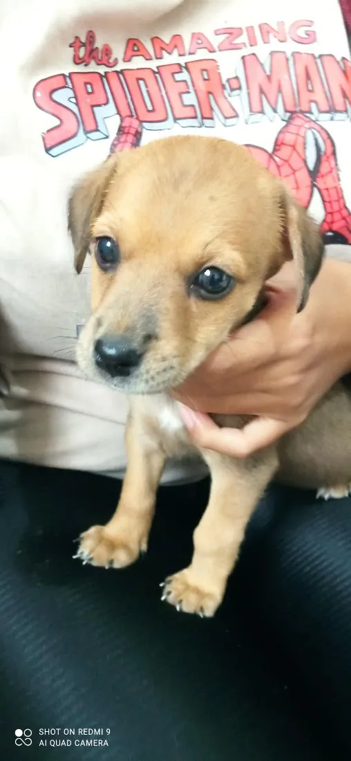 Cachorro raça SRD-ViraLata idade Abaixo de 2 meses nome Tiana